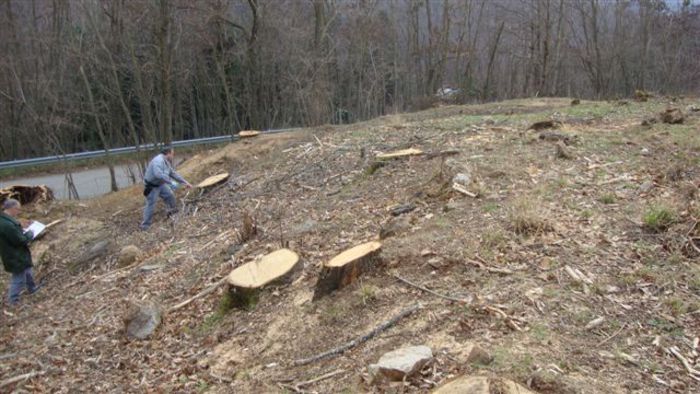 Cosenza: tagliati abusivamente 150 alberi, denunce