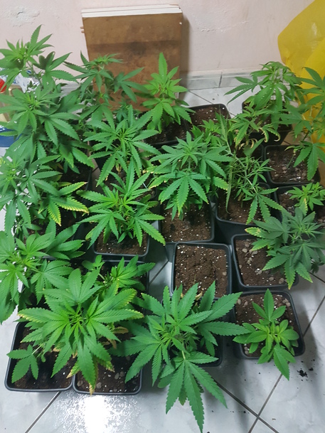 CROTONE, Gdf trova coltivazione marijuana in casa
