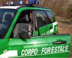 ROSSANO (COSENZA), tagli abusivi in bosco, sequestrata area