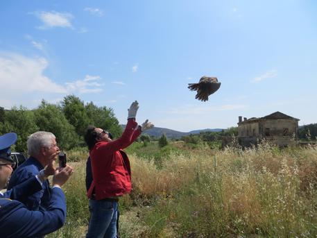 RENDE (COSENZA), liberato falco curato nel Cras