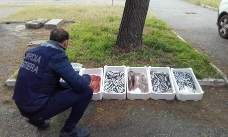 REGGIO CALABRIA, sequestrati 160 kg di prodotto ittico