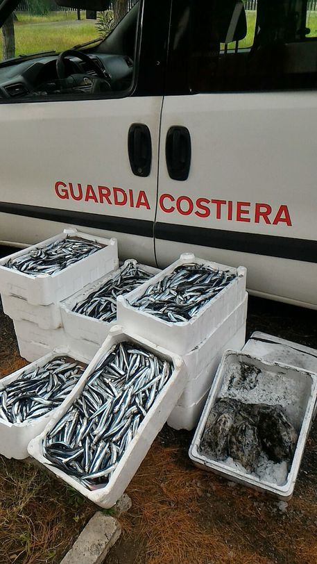 PALMI (REGGIO CALABRIA), sequestrati 140 kg pescato non tracciato