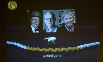 Nobel della Medicina ai 'papà' dell'orologio biologico Jeffrey C. Hall, Michael Rosbash e Michael W. Young Nobel della Medicina ai 'papà' dell'orologio biologico Jeffrey C. Hall, Michael Rosbash e Michael W. Young