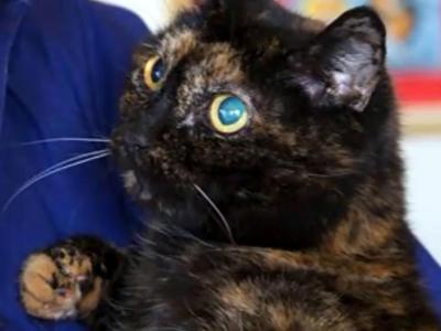 Addio Tiffany II, è morta la gatta più vecchia del mondo