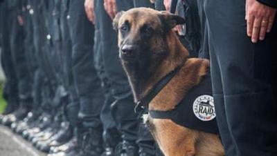 Addio Diesel, il cane eroe ucciso durante il blitz a Saint-Denis