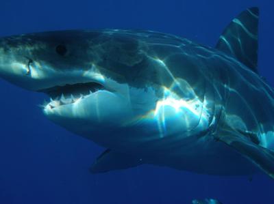 Nuovo attacco di squalo in Australia, ferito giovane campione di surf