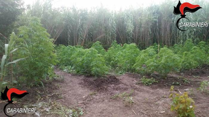 BAGNARA CALABRA (RC): coltivavano piante canapa, due arresti