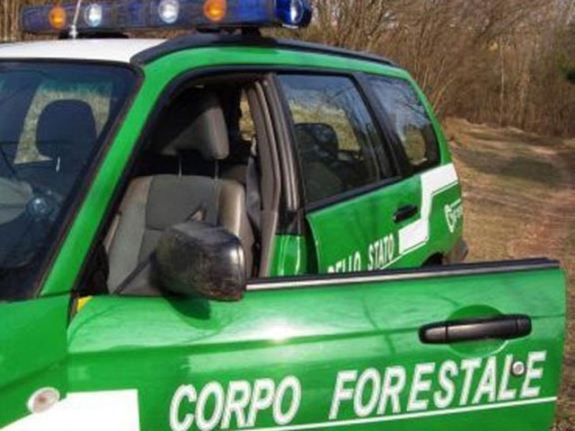 Motta Santa Lucia (Catanzaro): tre denunce per taglio abusivo bosco