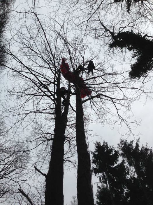 Vicenza: salvata con parapendio sull'albero