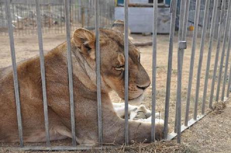 PADOVA: condannato Circo, maltrattamenti animali PADOVA: condannato Circo, maltrattamenti animali