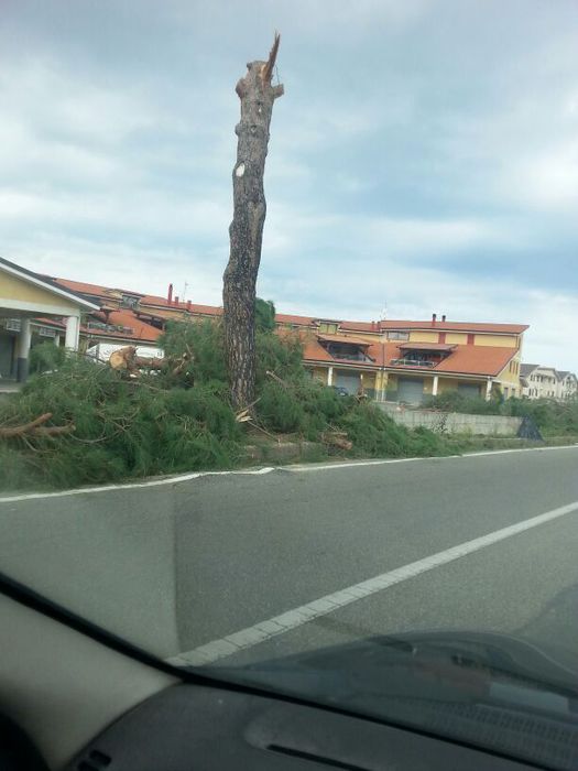 Crosia (Cosenza): Legambiente, no a taglio alberi secolari