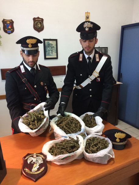 ROSARNO (REGGIO CALABRIA), nascondeva 1,4 kg marijuana, arrestato