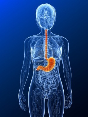 Le funzioni dello stomaco e le sue patologie