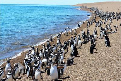 Antartide. Sos pinguini di Adelia, da 18mila coppie solo 2 neonati