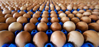 FRANCIA, scandalo uova contaminate, venduto lotto da 48mila pezzi