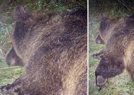 Trentino, abbattuta l'orsa KJ2, aveva ferito un uomo