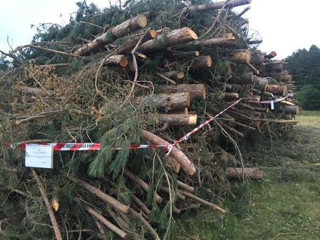 LONGOBUCCO (COSENZA), taglio alberi in Parco Sila, denunce