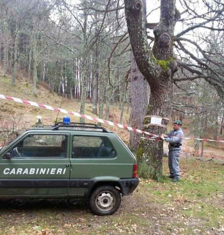 ROSSANO (COSENZA), furto alberi per un milione