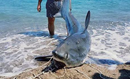 CROTONE, squalo volpe da 200 kg pescato Strongoli marina