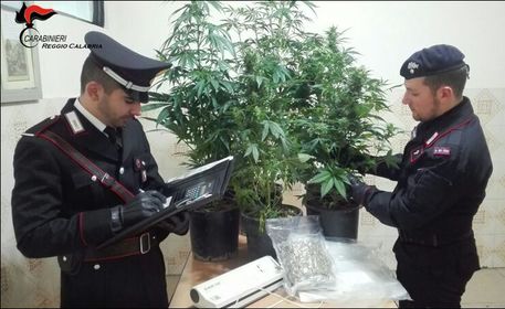BOVALINO (REGGIO CALABRIA), scoperta serra di marijuana, un arresto