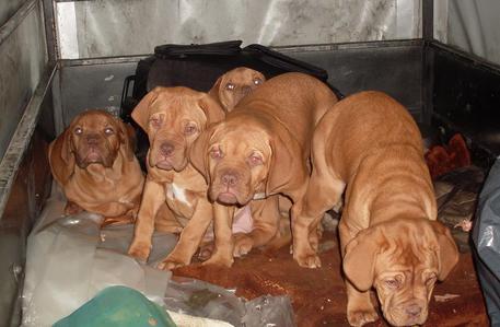 OPPIDO MAMERTINA (REGGIO CALABRIA), trovati sei cuccioli cane abbandonati