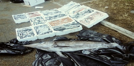 GIOIA TAURO (REGGIO CALABRIA), sequestrati 150 chili di prodotti ittici